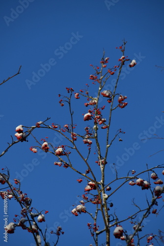 This is the top of a leafless rowan tree in nature in sunny early winter day. Rowan berries are frozen.