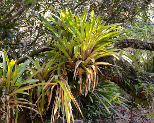 Quadro su tela Yellow-green tropical bromeliads and resurrection ferns grows on a tree trunk in Florida