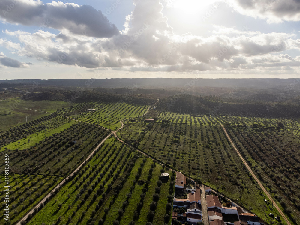 Stunning aerial view of a vast olive grove in Alentejo, Portugal, bathed in golden sunlight. A serene rural landscape showcasing natural beauty and agricultural heritage. Stunning aerial view of a vast olive grove in Alentejo, Portugal, bathed in golden sunlight. A serene rural landscape showcasing natural beauty and agricultural heritage.