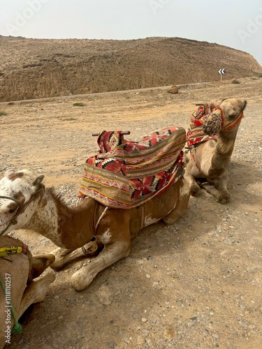 camels in marrocoo photo