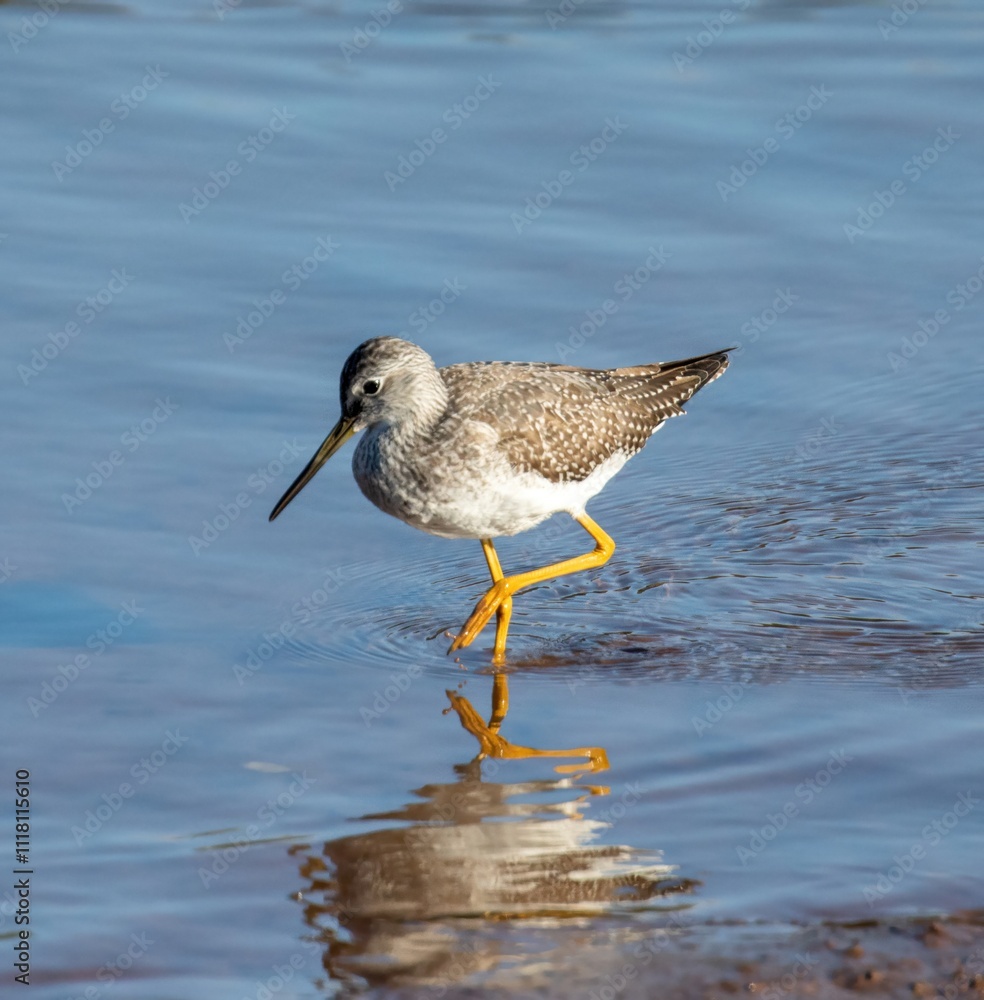 Greater Yellowlegs Greater Yellowlegs