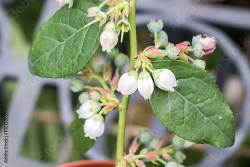 Beautiful blueberry flowers.
