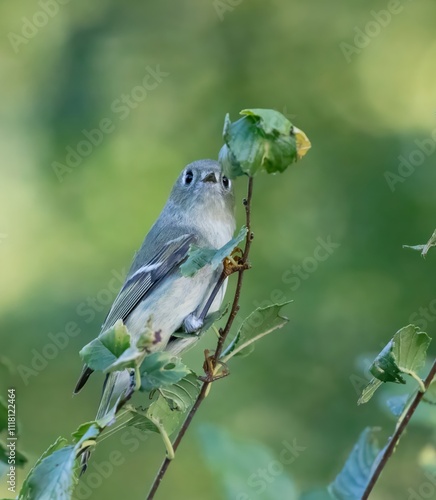 Ruby-Crowned Kinglet photo