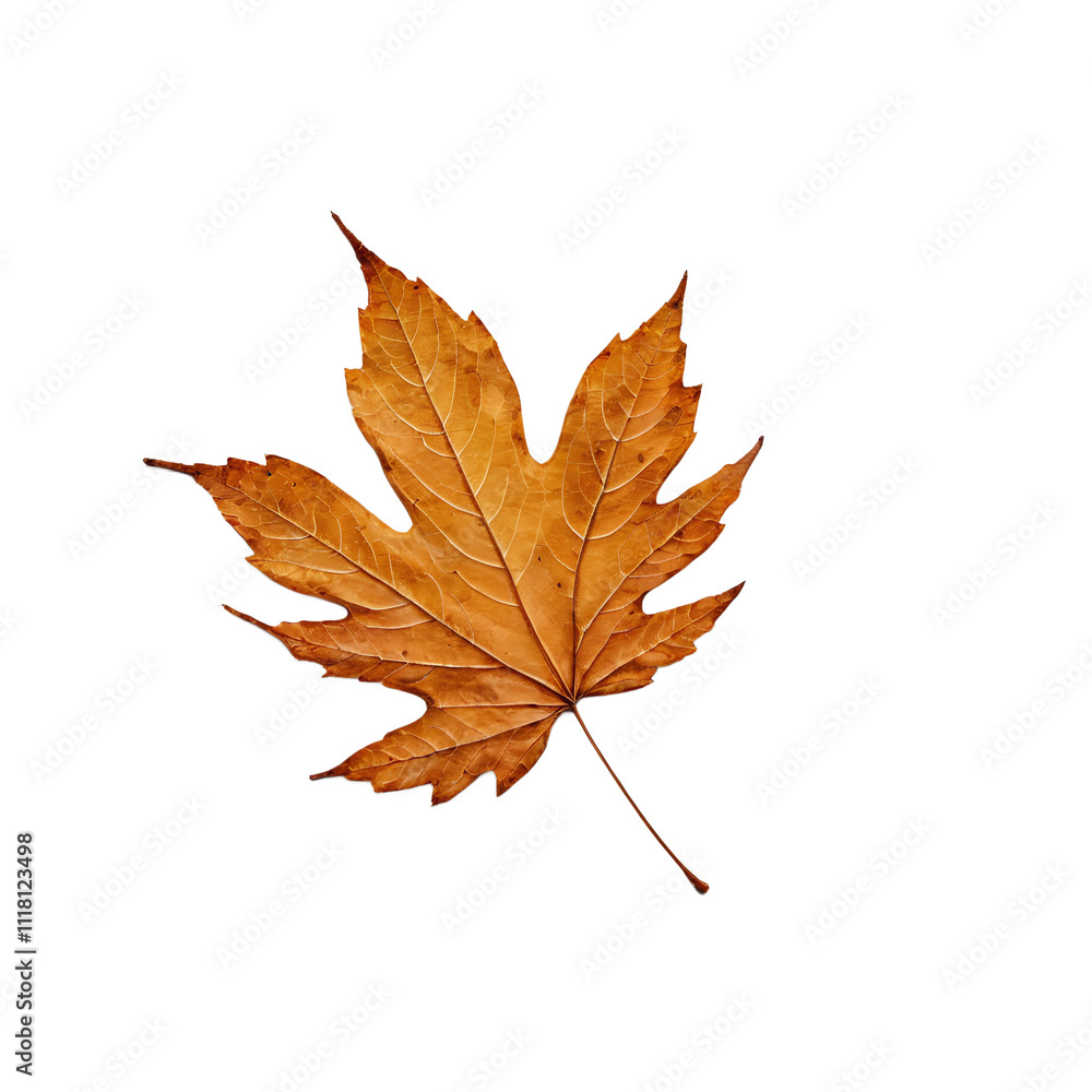 Dried autumn leaf isolated on white or transparent background Dried autumn leaf isolated on white or transparent background