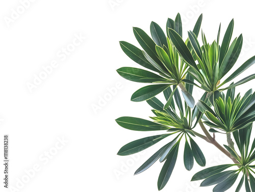 Lush Green Tropical Leaves on Black Background