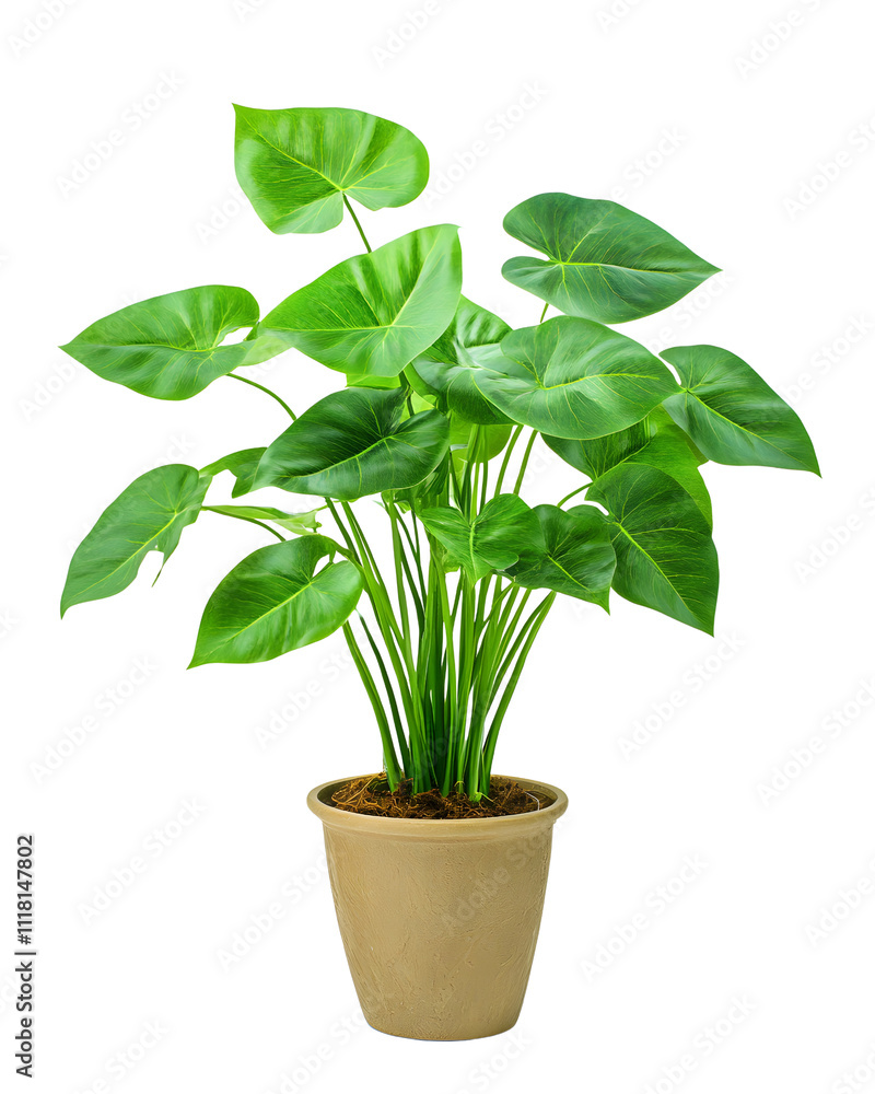 Lush Green Philodendron Plant in Beige Pot Lush Green Philodendron Plant in Beige Pot