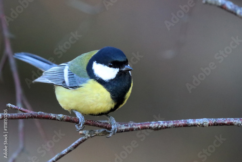 greattit photo