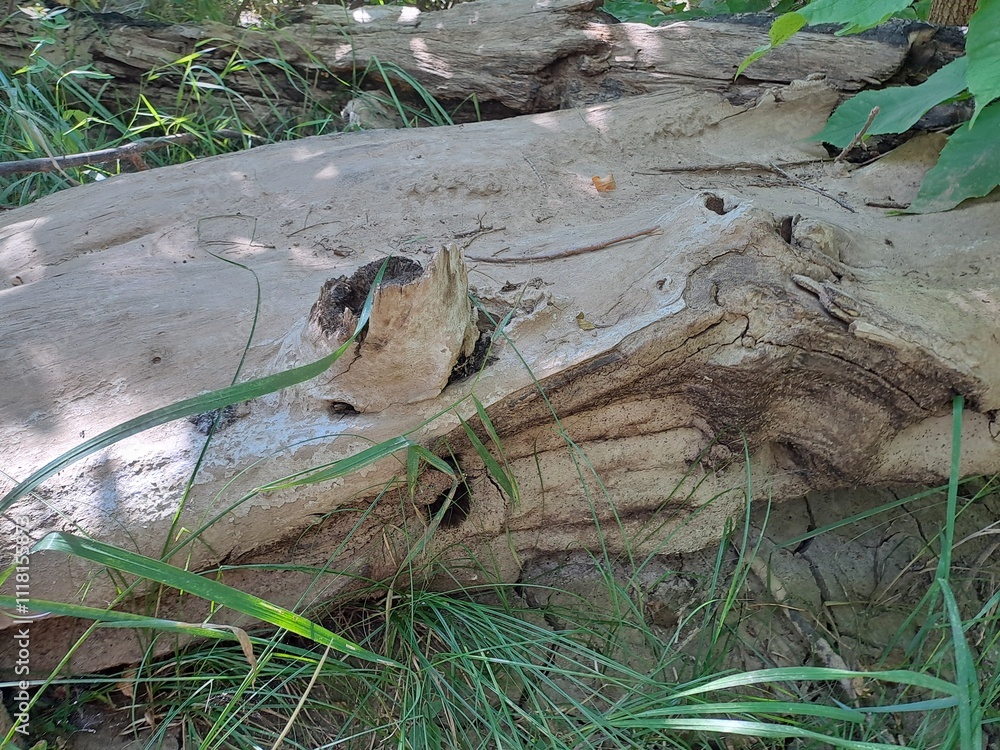 Obraz premium a log in the woods