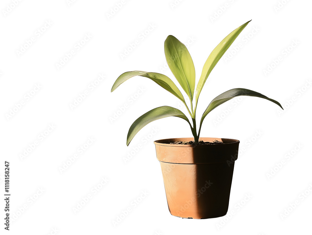 Young Plant in Terracotta Pot, Backlit Young Plant in Terracotta Pot, Backlit