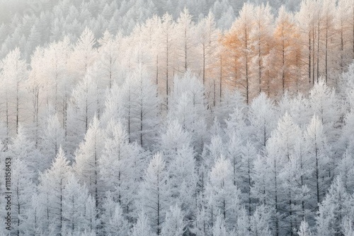 A serene winter landscape with frosted trees and a hint of color.