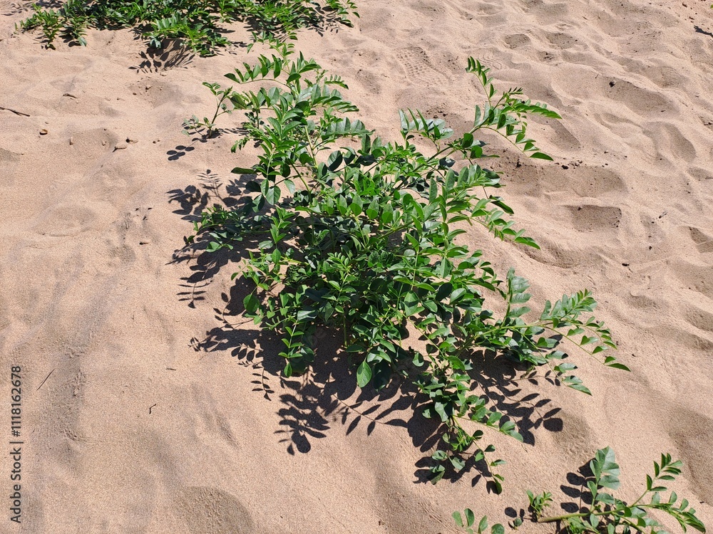 plant in the sand plant in the sand