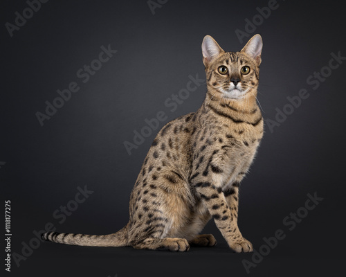 Gorgeous F7 Savannah cat, sitting up side ways. Looking focussed beside camera. Isolated on a black background. photo