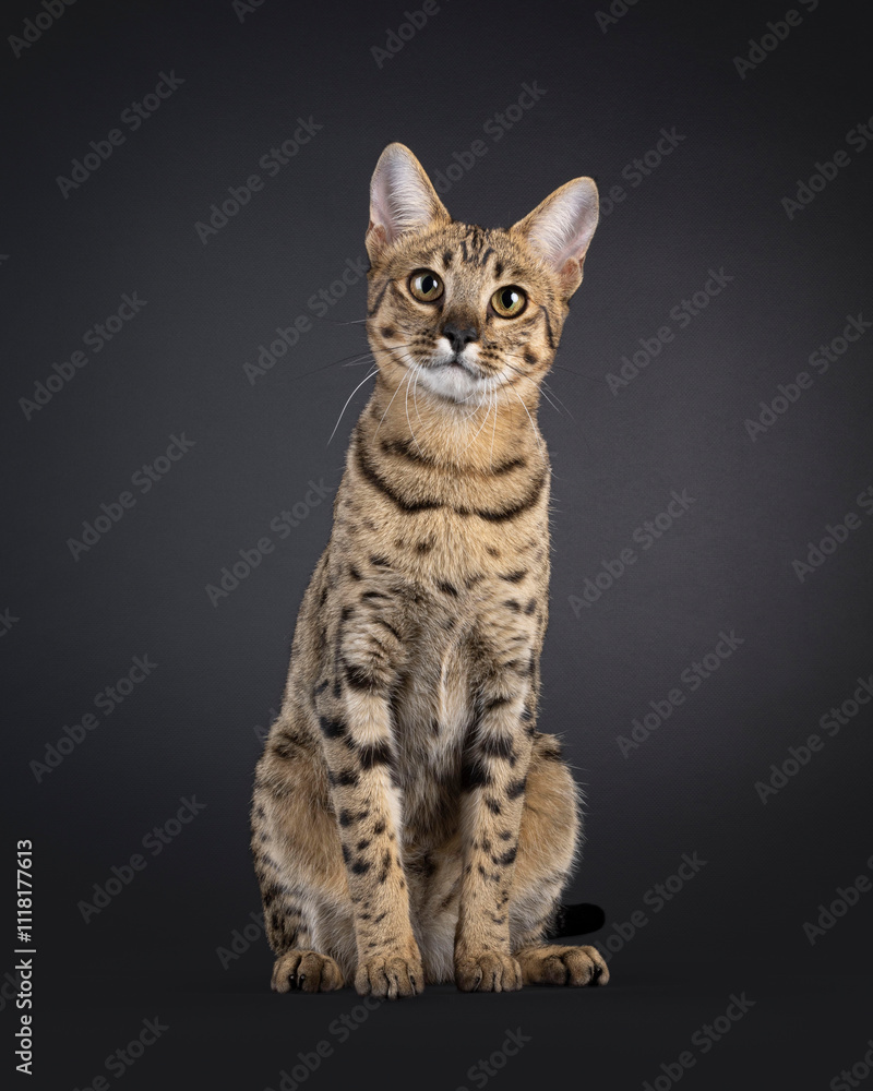 Gorgeous F7 Savannah cat, sitting up facing front. Looking attentive towards camera. Isolated on a black background. Gorgeous F7 Savannah cat, sitting up facing front. Looking attentive towards camera. Isolated on a black background.