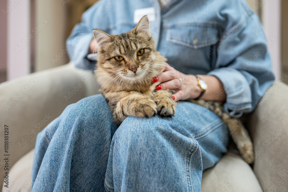 Ταπετσαρία Funny serious cat look at camera, relax on pet hotel staff lap