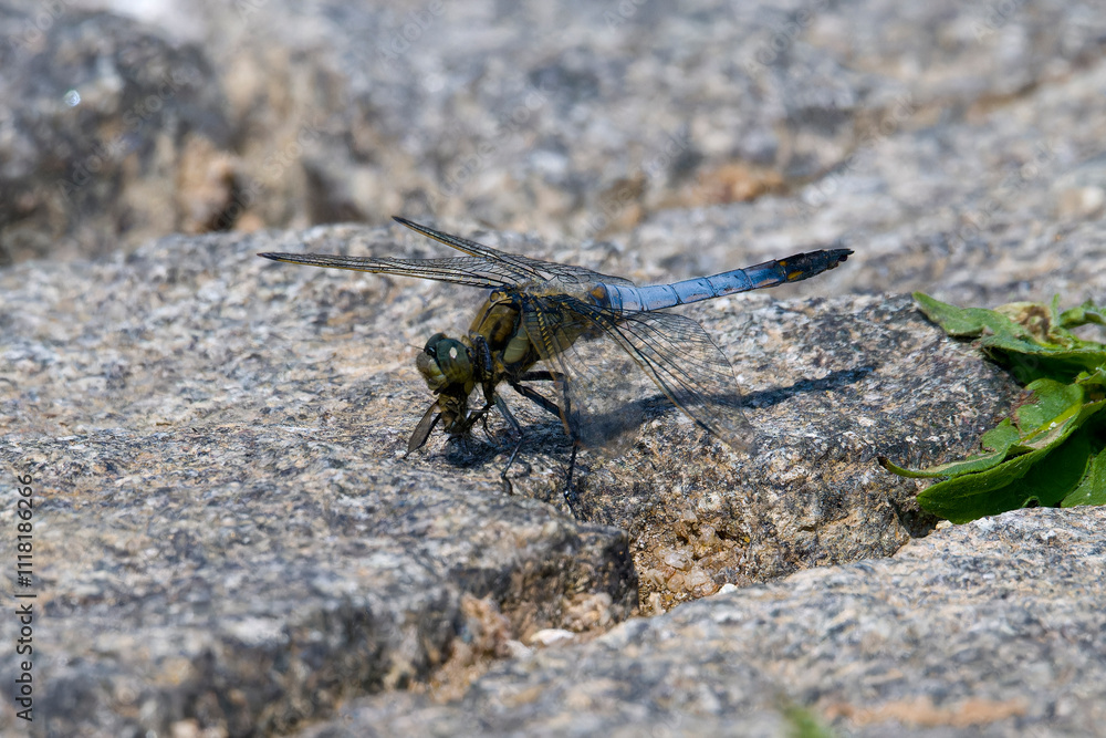 Großer Blaupfeil (Orthetrum cancellatum) mit Beute Großer Blaupfeil (Orthetrum cancellatum) mit Beute