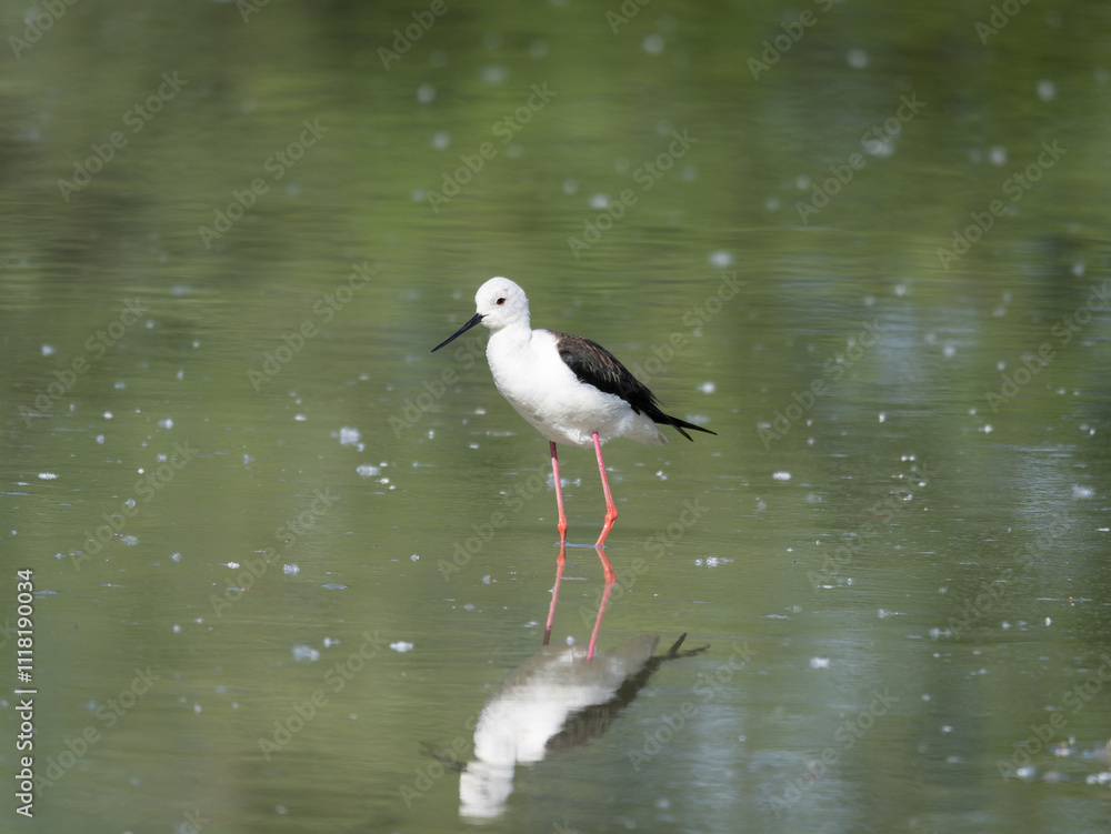 Black-winged Stilt, very long-legged wader in the Avocet and Stilt family Recurvirostridae e in a Swamp Black-winged Stilt, very long-legged wader in the Avocet and Stilt family Recurvirostridae e in a Swamp