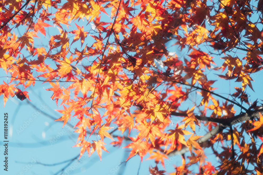 京都の常照寺の美しい紅葉 京都の常照寺の美しい紅葉