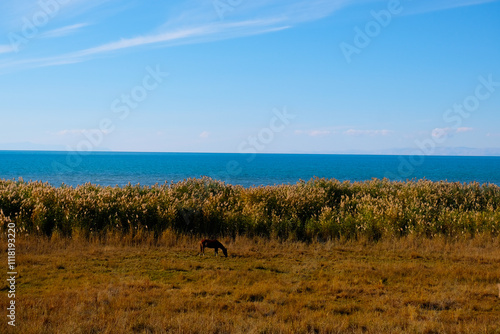 Grazing Horse by the Reeds of Lake Van