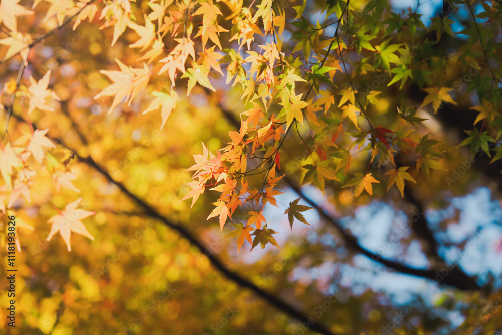 京都の常照寺の美しい紅葉 京都の常照寺の美しい紅葉