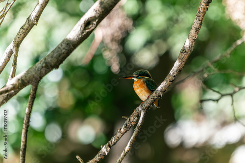CommonKingfisher