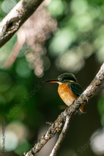 CommonKingfisher