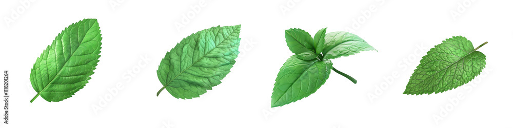 Obraz premium A collection of fresh green leaves showcasing various shapes and sizes, ideal for nature and botanical themes.