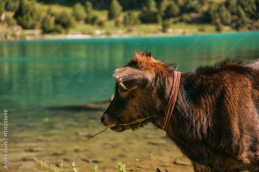 Fototapeta premium A calf eats grass on the background of a blue mountain lake