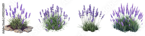 A collection of beautiful lavender plants in various stages, showcasing their vibrant purple flowers and lush greenery.