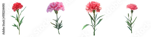 A beautiful collection of carnation flowers showcasing vibrant colors and delicate petals, perfect for floral designs and arrangements.