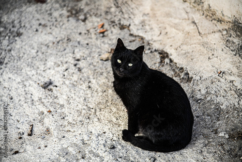 Streunende Katze läuft auf der Straße.