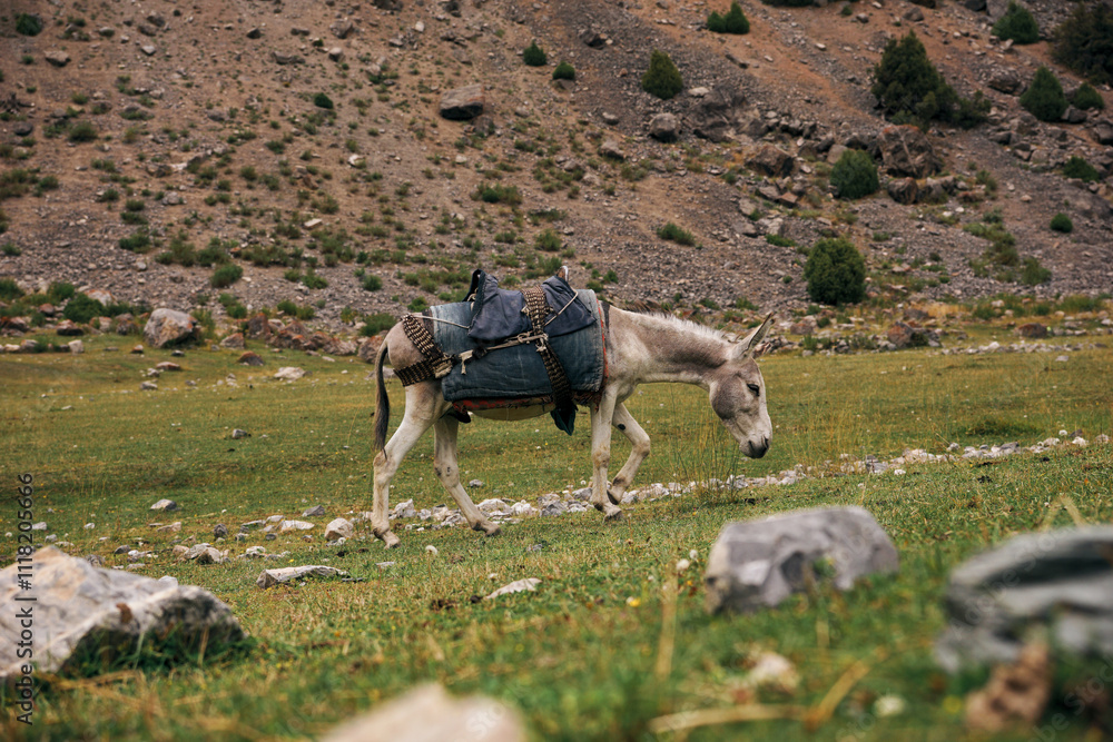 Naklejka premium A donkey with a load on its back eats grass in a field in the mountains