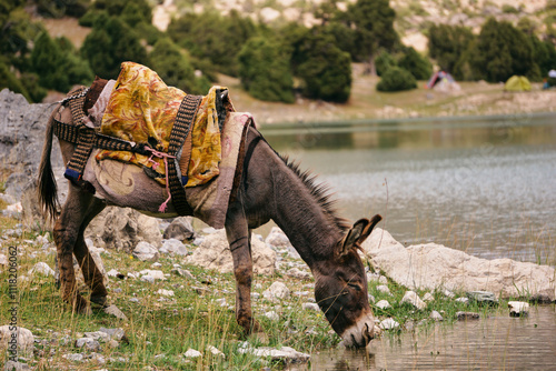 A donkey with a load on its back drinks water from a lake in the mountains photo