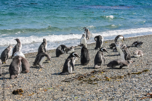 Penguins colony with nests on isla Martillo island in Argentina, near Ushuaia. Magellan penguin group of aquatic flightless birds from the family Spheniscidae of the order Sphenisciformes