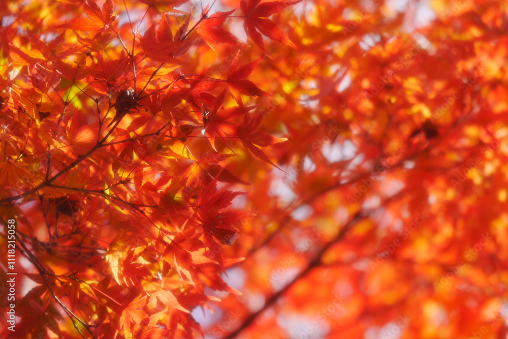 京都の常照寺の美しい紅葉