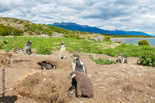 Penguins colony with nests on isla Martillo island in Argentina, near Ushuaia. Magellan penguin group of aquatic flightless birds from the family Spheniscidae of the order Sphenisciformes photo