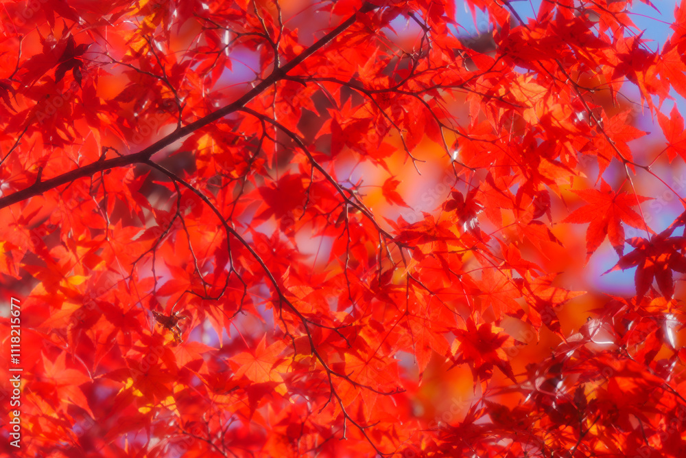 京都の常照寺の美しい紅葉