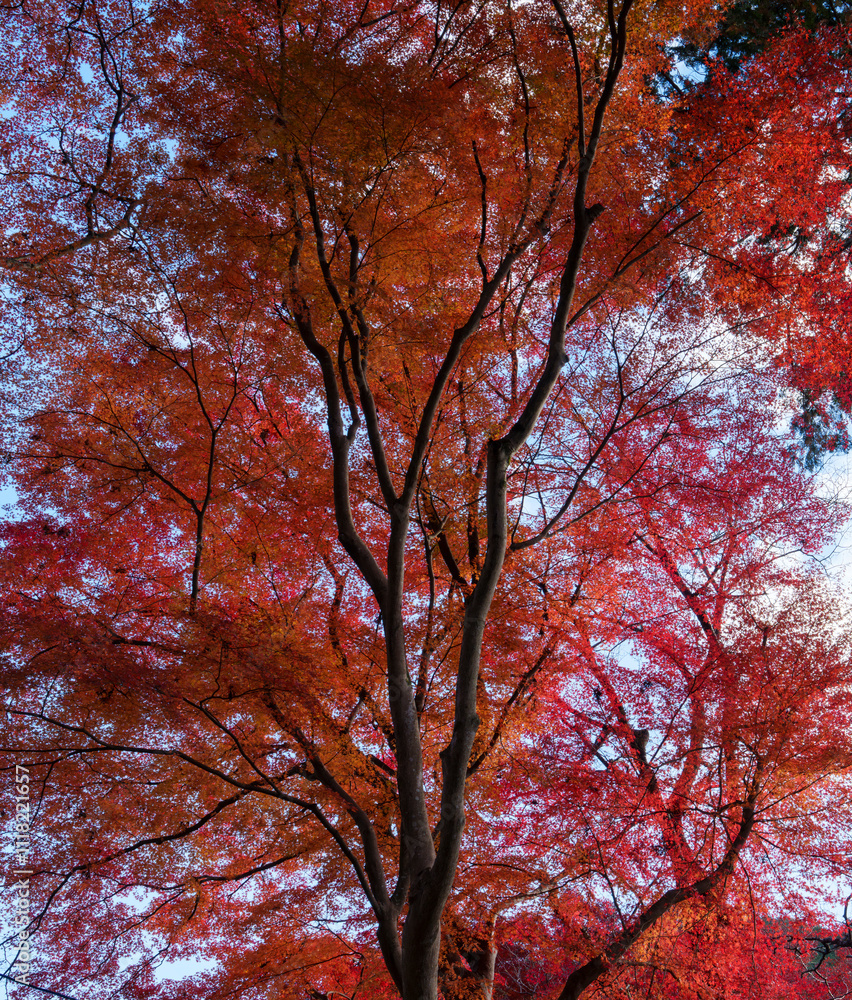 紅葉に彩られた秋の木々と青空
Autumn Trees Painted with Red Leaves under a Clear Blue Sky 紅葉に彩られた秋の木々と青空
Autumn Trees Painted with Red Leaves under a Clear Blue Sky
