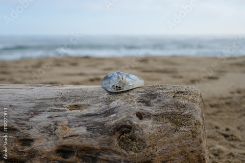 Weathered driftwood texture and seashells over the autumn beach background. Aged beach wood texture with sand. Sea texture for aquarium. Copy space. Shallow depth of field.