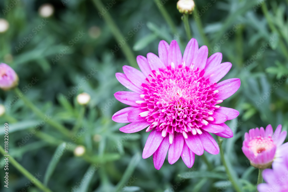 Fototapeta premium Beautiful Marguerite daisy (Argyranthemum frutescens) flowers.