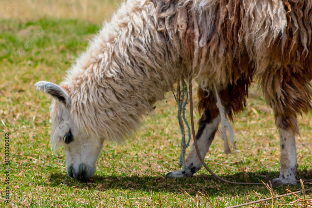 Llama and alpaca animal herd on a green meadow in Peru. Domestic and wild animals of the Andes mountains. Alpaca fluffy nice animals and babies Llama and alpaca animal herd on a green meadow in Peru. Domestic and wild animals of the Andes mountains. Alpaca fluffy nice animals and babies