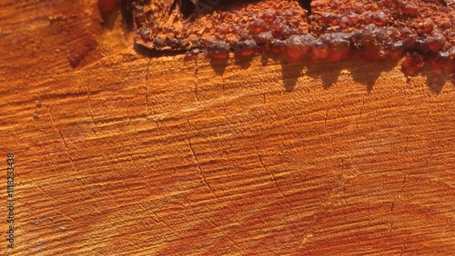 wood background