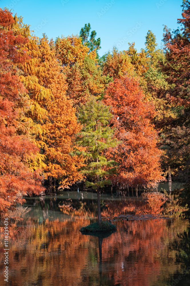 Obraz premium Colorful red leaf forest by the lake in autumn