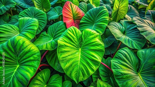 Aerial Taro Flower Farm Pekanbaru Indonesia November 2024 photo