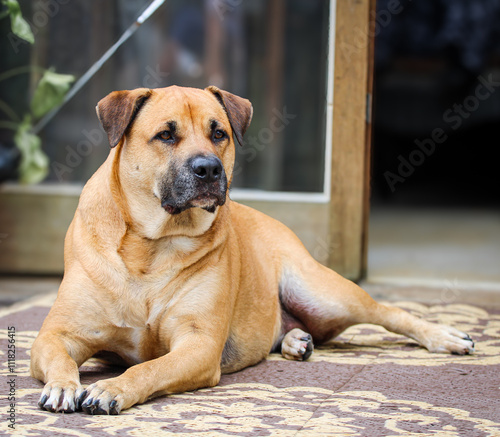Large tan mut dog at attention 