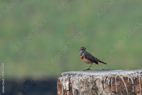 This is a bird seeing in jungles and different other places
