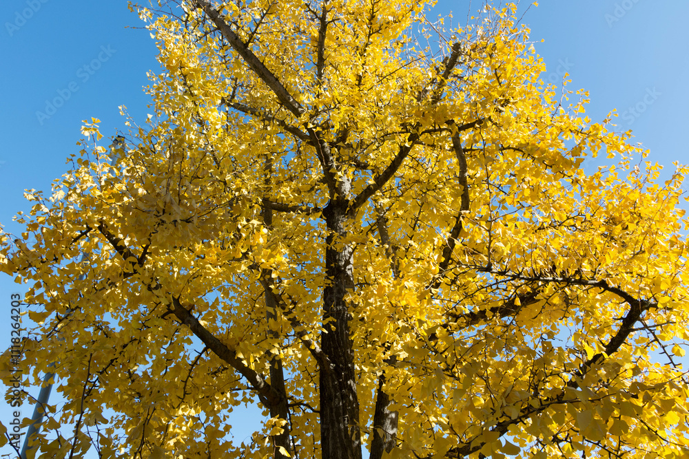 Fototapeta premium albero in autunno