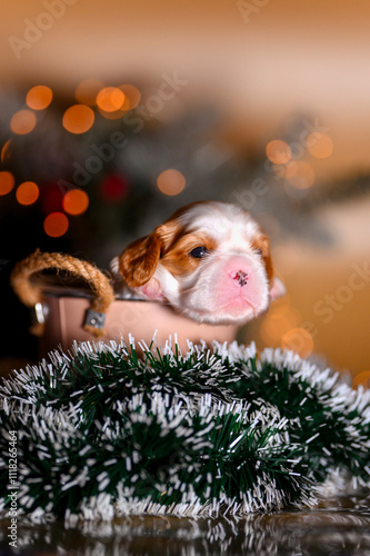 small dog newborn puppy cavalier king charles spaniel 2 weeks near christmas tree. new year card. new year gift