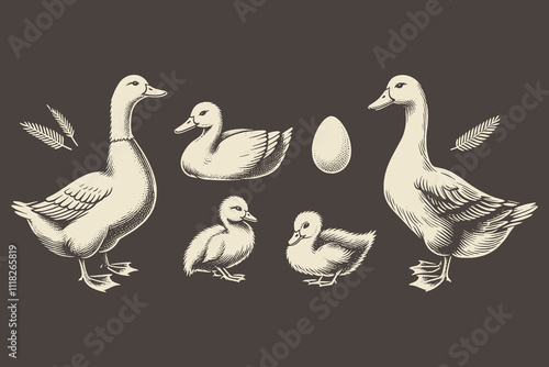 Vintage vector set of ducks, geese, ducklings, and egg in rustic style