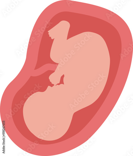 Fetus in Womb