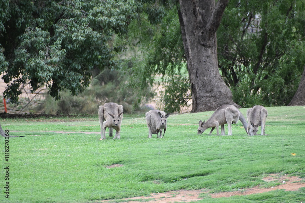 Kangaroos Grazing on a Meadow in Australia Kangaroos Grazing on a Meadow in Australia